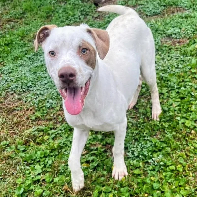 An adult medium-sized male White / Cream Mixed Breed dog named Carlos for adoption in Alexandria, VA