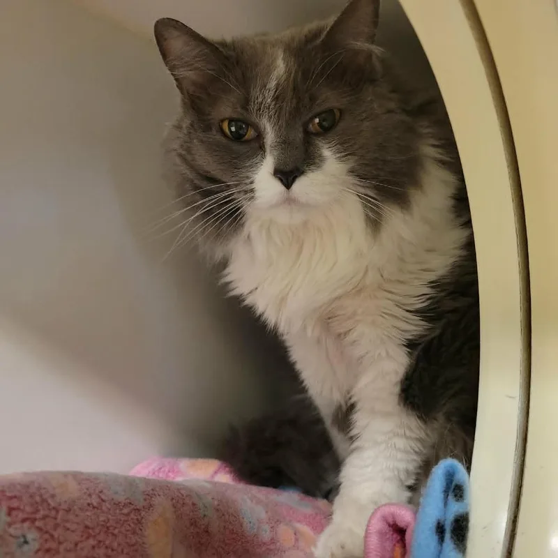 A senior large-sized female Gray / Blue / Silver Domestic Long Hair cat named Tabitha Jane for adoption in Columbia, MO