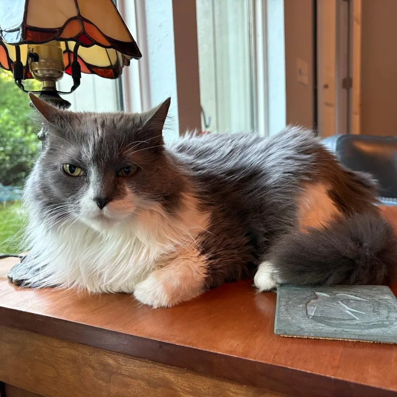 Tabitha Jane thumbnail 4