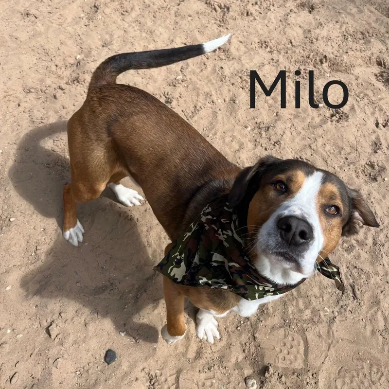 Milo