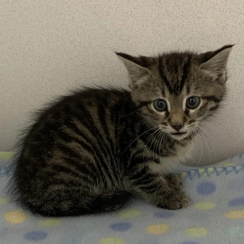 A baby small-sized female Brown / Chocolate Domestic Short Hair cat named Alice for adoption in Franklin, NC