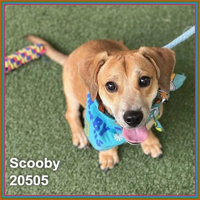 A young small-sized male Brown / Chocolate Dachshund dog named Scooby for adoption in Marietta, GA