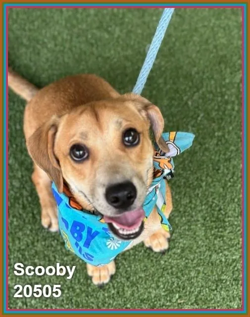 Scooby thumbnail 2