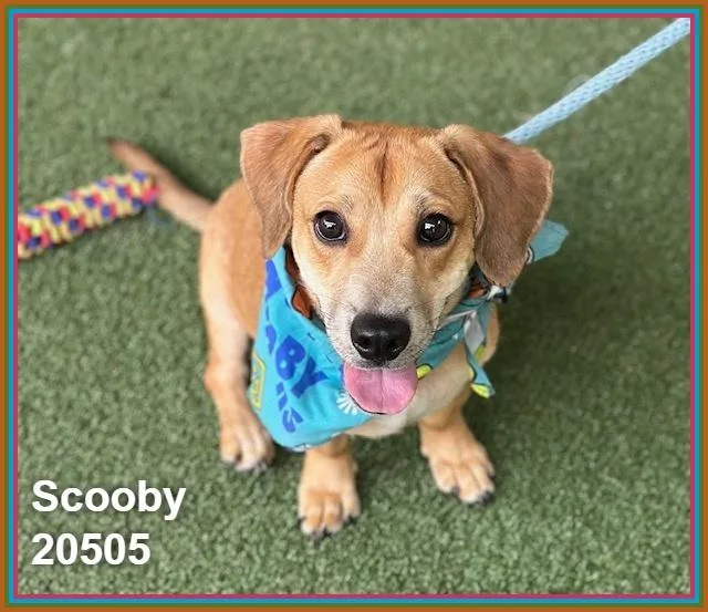 Scooby thumbnail 3