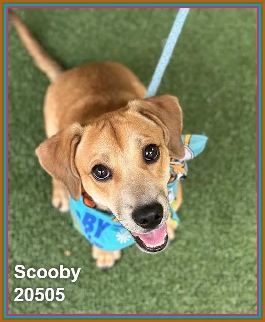 Scooby thumbnail 4