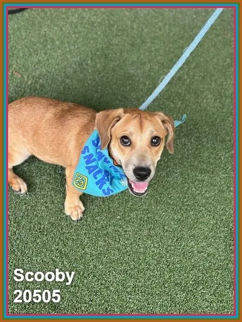 Scooby thumbnail 5