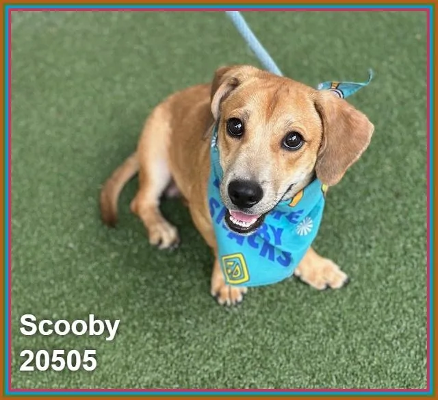 Scooby thumbnail 6