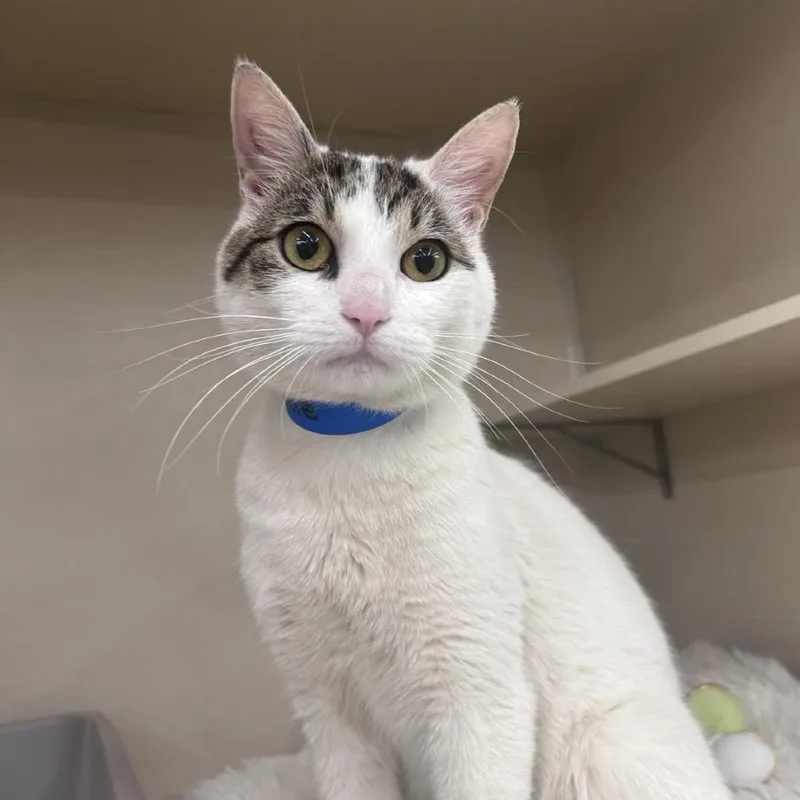 A young medium-sized male White Domestic Short Hair cat named Corkie for adoption in Hamburg, NY