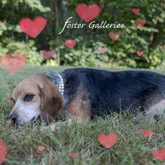 An adult medium-sized female Beagle dog named Daisy Duke for adoption in Spring Hill, TN