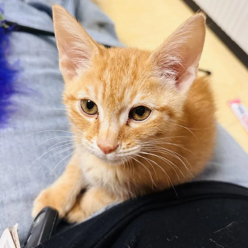A baby small-sized male Orange / Red Domestic Short Hair cat named Pumpkin for adoption in Atlanta, GA