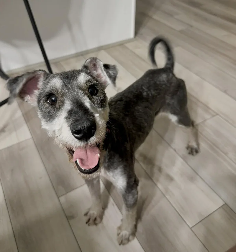 An adult medium-sized male Schnauzer dog named Winston Henry for adoption in Salt Lake City, UT