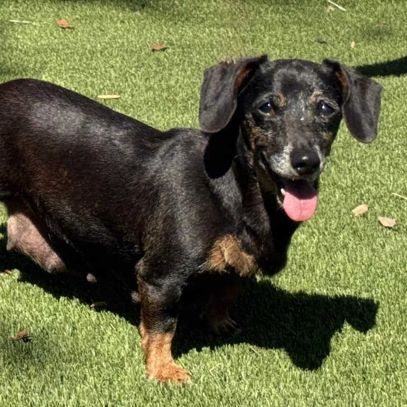 A senior small-sized female Dachshund dog named Betty for adoption in Hondo, TX