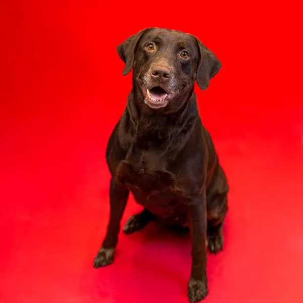 An adult large-sized female Labrador Retriever dog named Pen c Dani for adoption in Lawrenceville, GA
