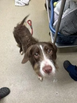 A baby medium-sized female German Wirehaired Pointer dog named Briar for adoption in Palm Coast, FL