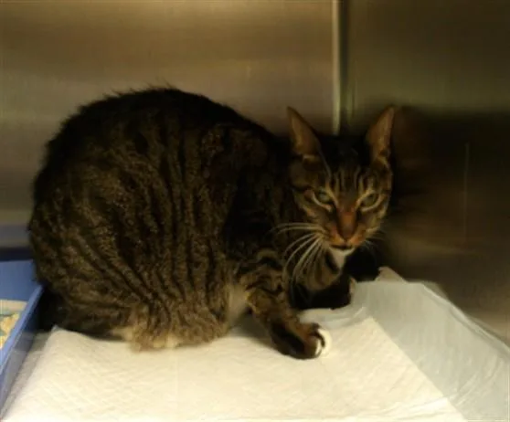 An adult large-sized female Oriental Short Hair cat named Molli for adoption in Los Angeles, CA