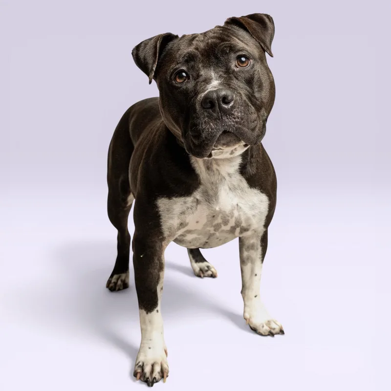 An adult medium-sized female Pit Bull Terrier dog named Lola for adoption in Richardson, TX