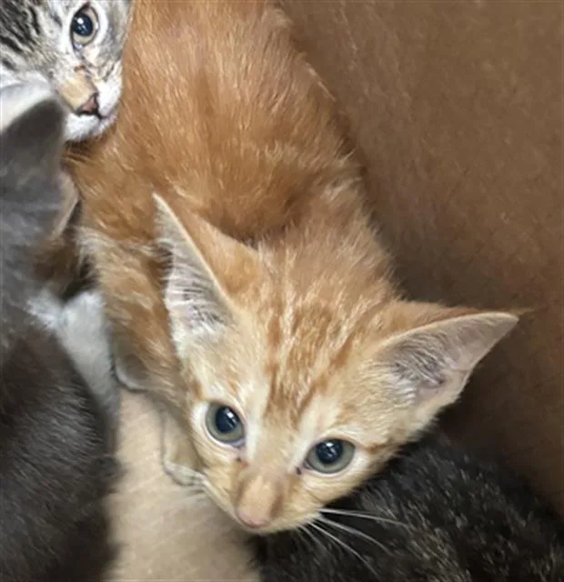 A baby medium-sized female Domestic Short Hair cat named Juju for adoption in Dallas, TX