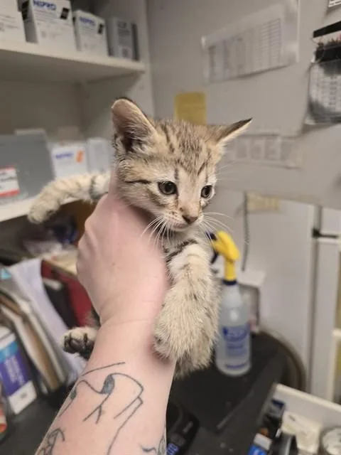A baby small-sized female Domestic Short Hair cat named Cobbler for adoption in Easton, MD