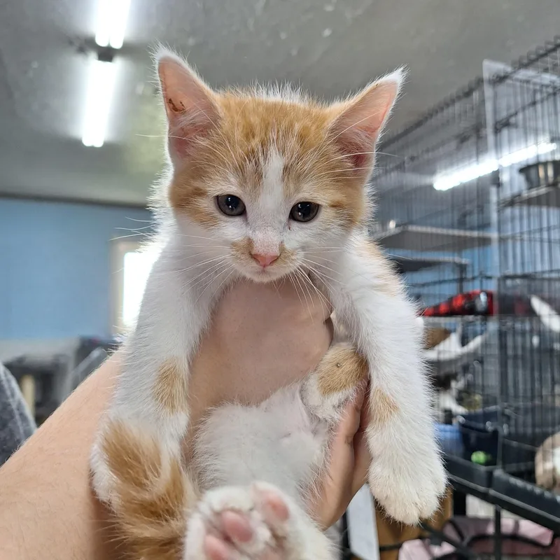 A baby medium-sized male Domestic Short Hair cat named Topaz for adoption in Clarinda, IA