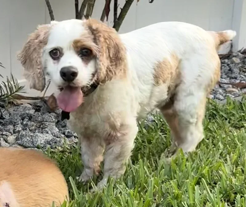 Coco