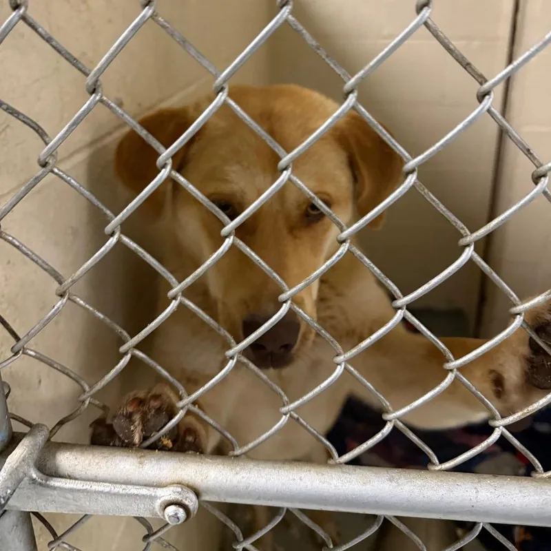 An adult medium-sized male Yellow / Tan / Blond / Fawn Mixed Breed dog named Dakota for adoption in Charleston, WV