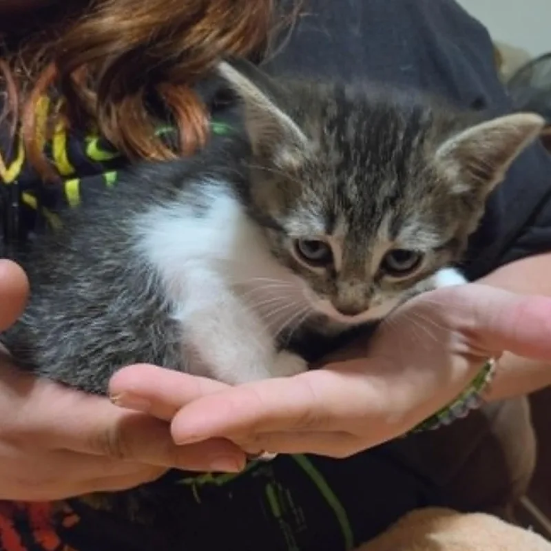 Ronnie thumbnail 3