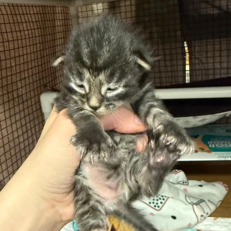 A baby small-sized female Torbie Domestic Short Hair cat named Sweet Dee for adoption in Richmond, IN