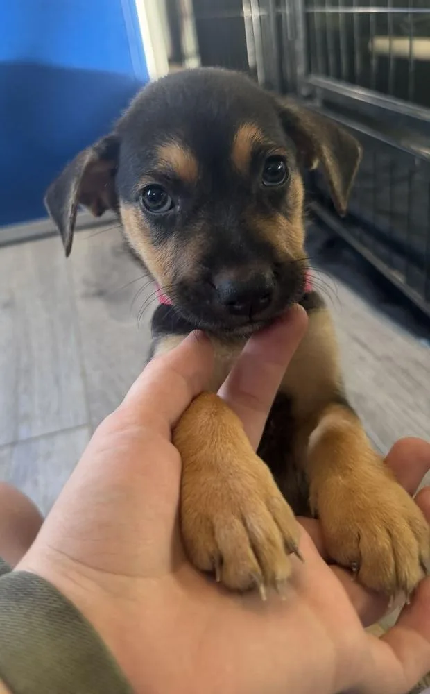 A baby small-sized female Brown / Chocolate American Bulldog dog named Twinkle Bones Koda for adoption in Lakeland, FL