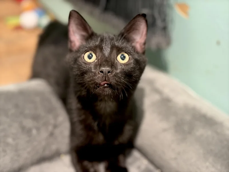 A baby medium-sized male Black Domestic Short Hair cat named Drummer for adoption in Lucedale, MS