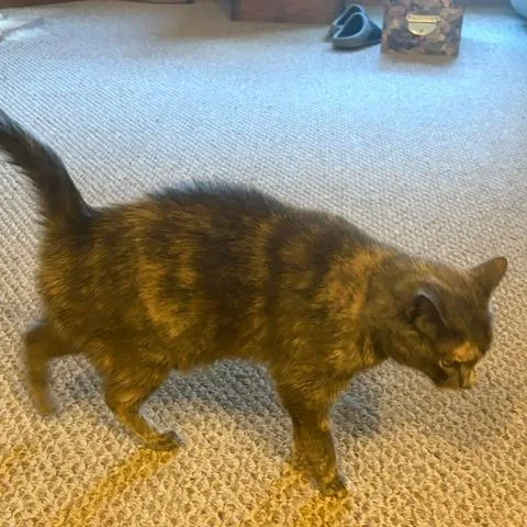 A senior small-sized female Tortoiseshell Domestic Short Hair cat named Georgia C for adoption in Princeton, MN