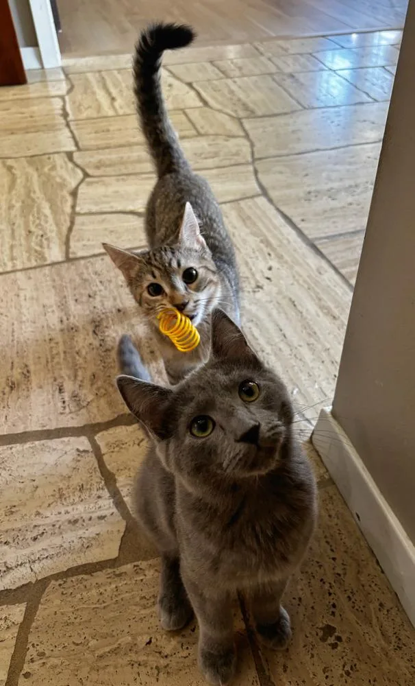 A baby small-sized male Gray / Blue / Silver Domestic Short Hair cat named Louie for adoption in Omaha, NE