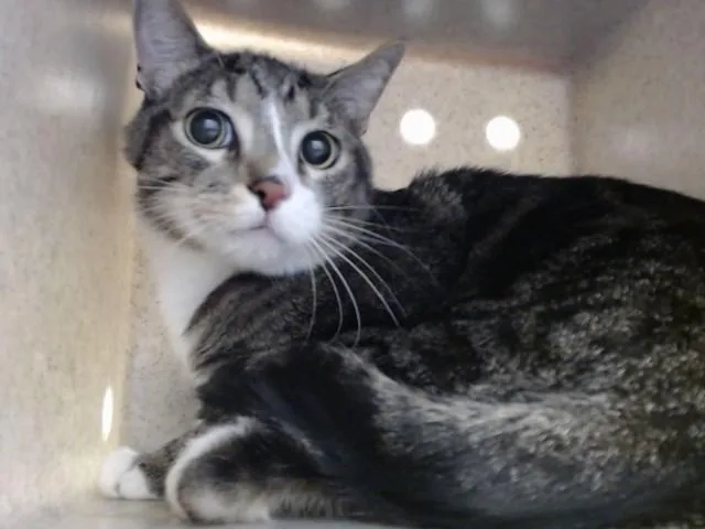 An adult large-sized male Domestic Short Hair cat named Salem for adoption in Moreno Valley, CA
