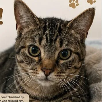 An adult medium-sized male Tabby (Brown / Chocolate) Domestic Short Hair cat named Teddy for adoption in Gastonia, NC