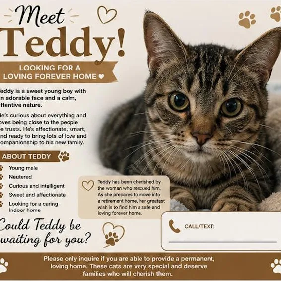 Teddy thumbnail 2