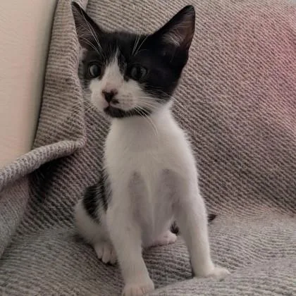 A baby medium-sized male Domestic Short Hair cat named Boston Creme for adoption in Savannah, GA
