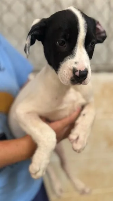 A baby medium-sized male Labrador Retriever dog named Apollo for adoption in Madison, NJ