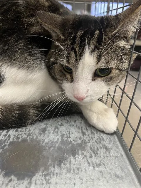 An adult large-sized female Domestic Short Hair cat named Loona for adoption in Las Vegas, NV