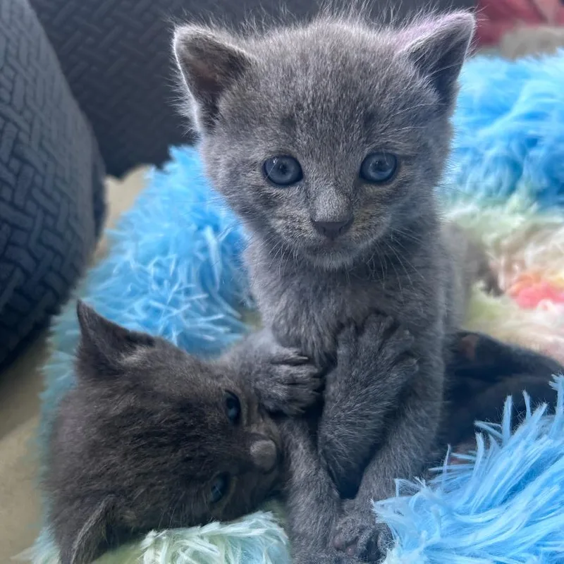 A baby small-sized male Gray / Blue / Silver Domestic Short Hair cat named Kol for adoption in Oceanside, NY