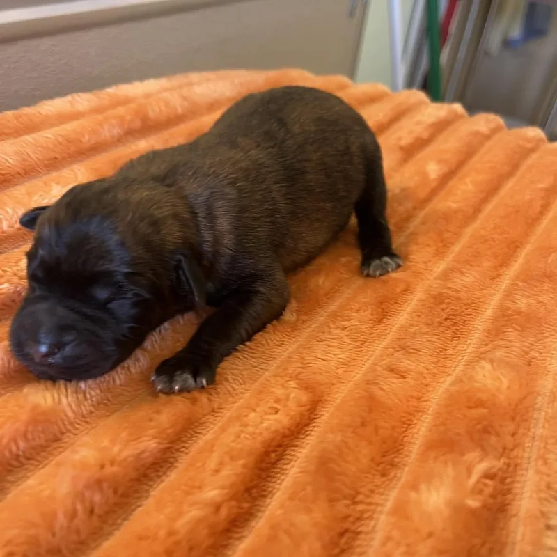 A baby medium-sized male Brindle Shepherd dog named Cosmic Ray for adoption in Kanab, UT