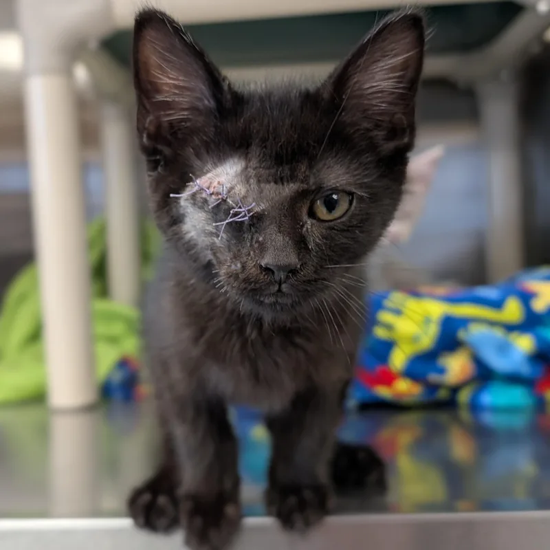 A baby medium-sized male Black Domestic Short Hair cat named Clifton for adoption in Jefferson, WI