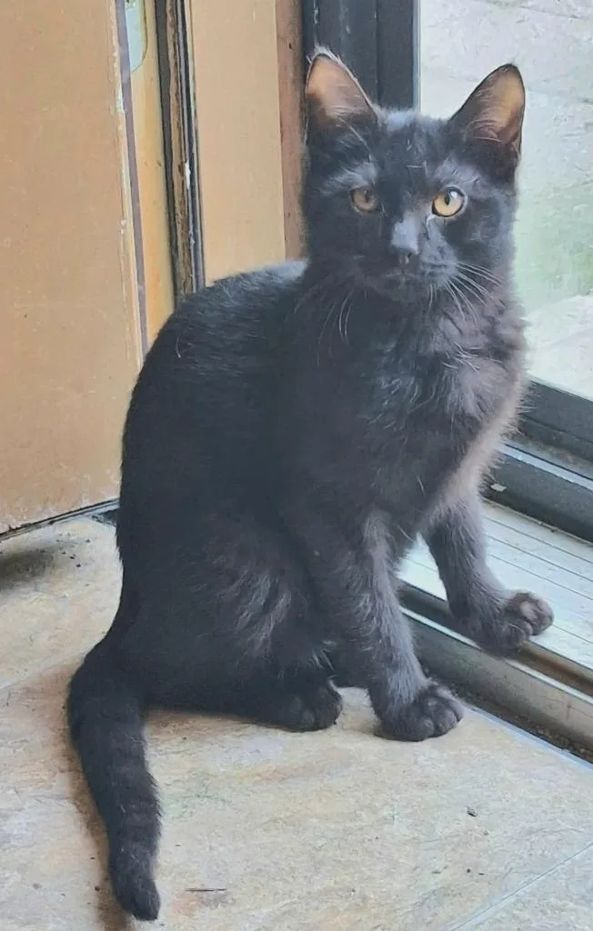 A baby medium-sized male Domestic Short Hair cat named Alonzo for adoption in Rockford, IL