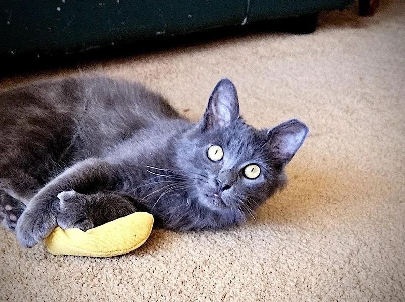 A young medium-sized male Gray / Blue / Silver Domestic Medium Hair cat named Ares for adoption in Fremont, CA