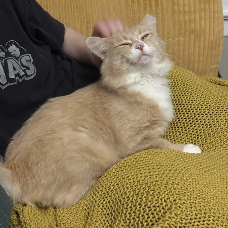 A young large-sized male Tabby (Buff / Tan / Fawn) Domestic Short Hair cat named Slug for adoption in Seattle, WA
