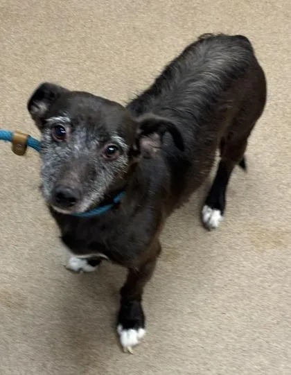 A senior small-sized male Mixed Breed dog named Moosebow for adoption in Chamblee, GA