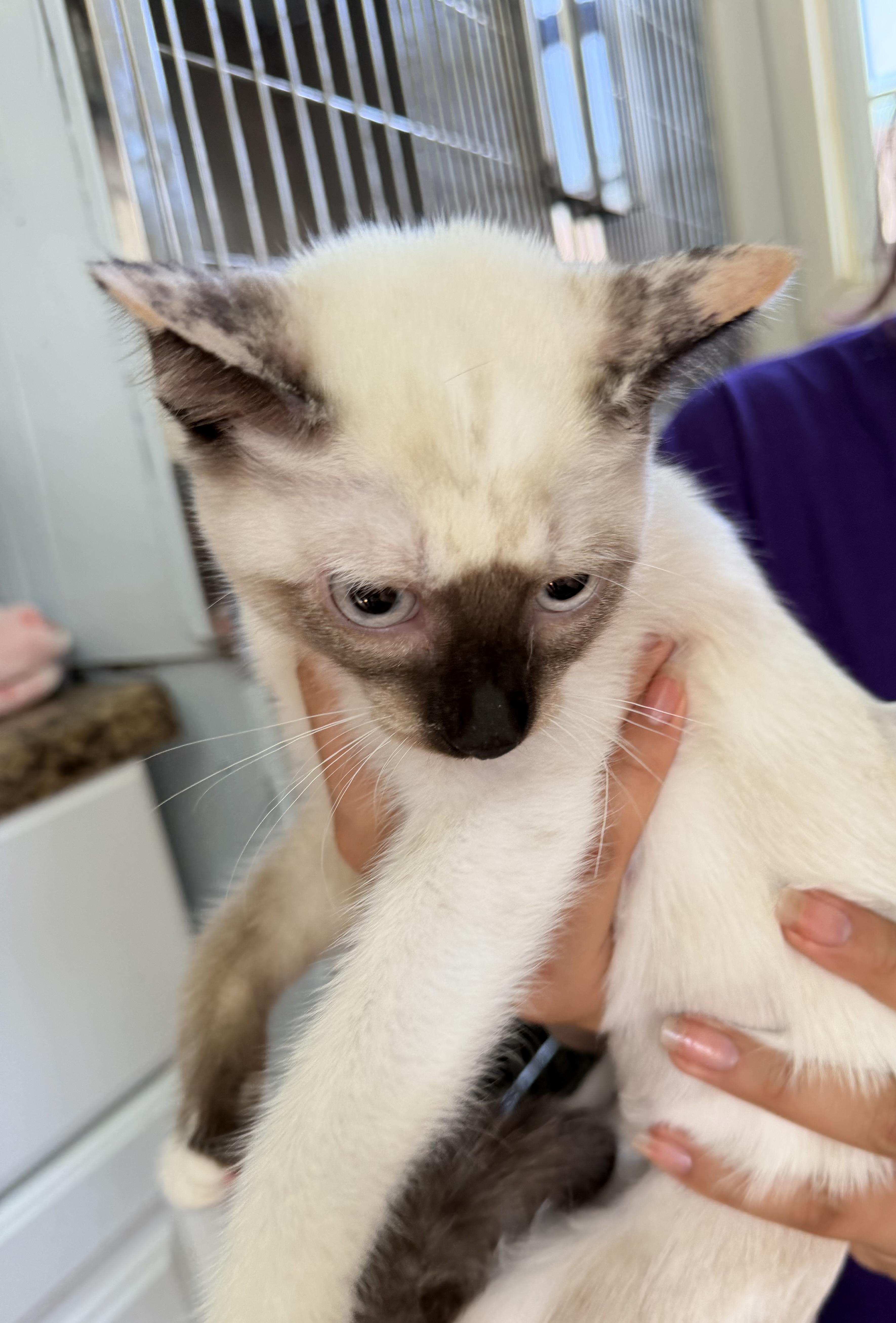 A baby small-sized female White Domestic Short Hair cat named Leonna for adoption in Deming, NM