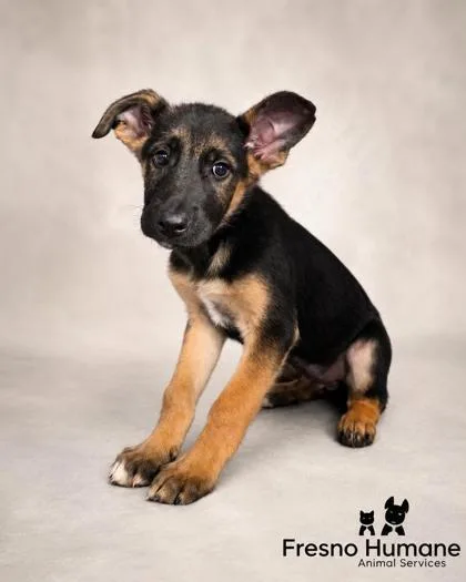 A baby small-sized male German Shepherd Dog dog named Clifford for adoption in Fresno, CA