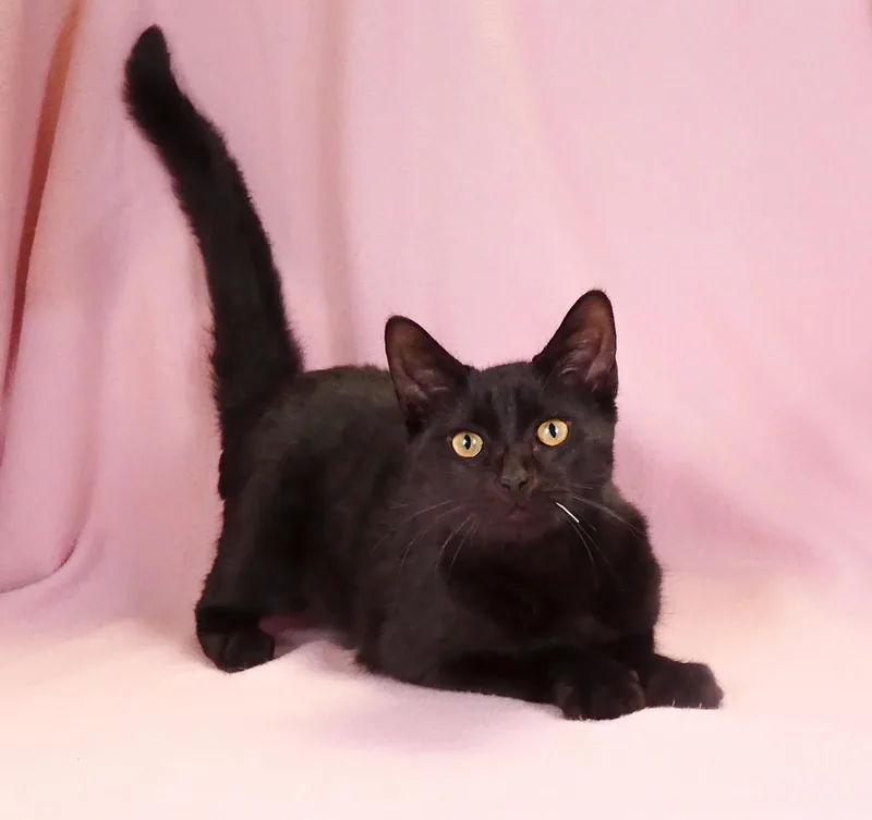 A baby small-sized male Black Domestic Short Hair cat named Crescent for adoption in Pasadena, CA