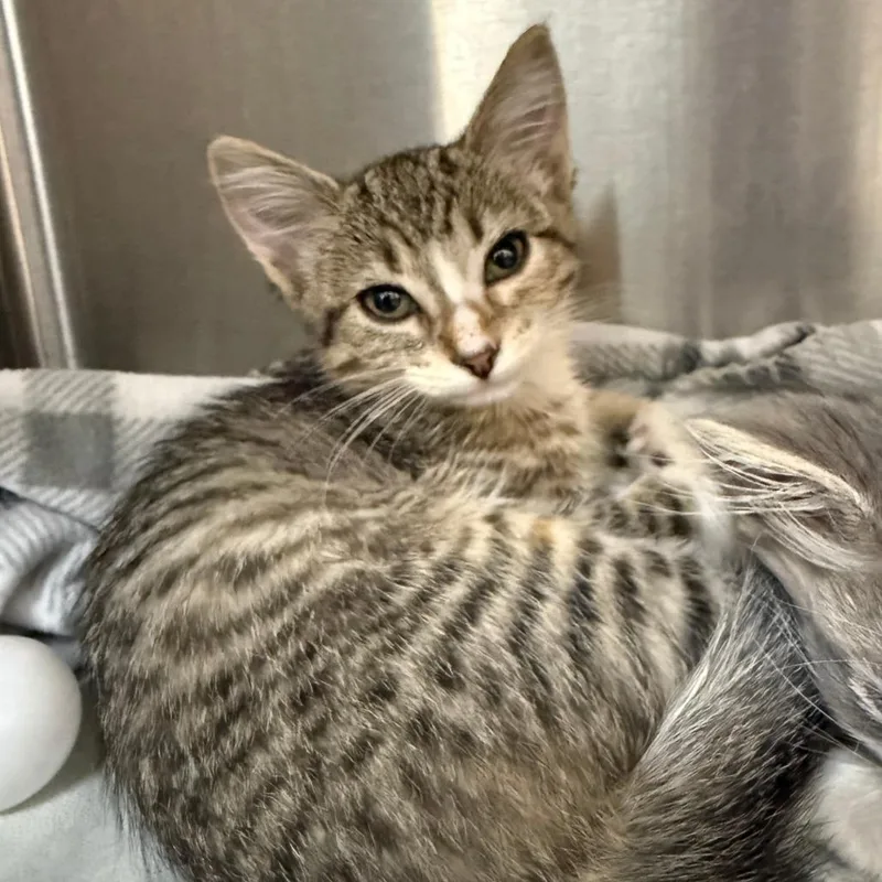 A baby small-sized female Brown / Chocolate Domestic Short Hair cat named Freyda C for adoption in Princeton, MN