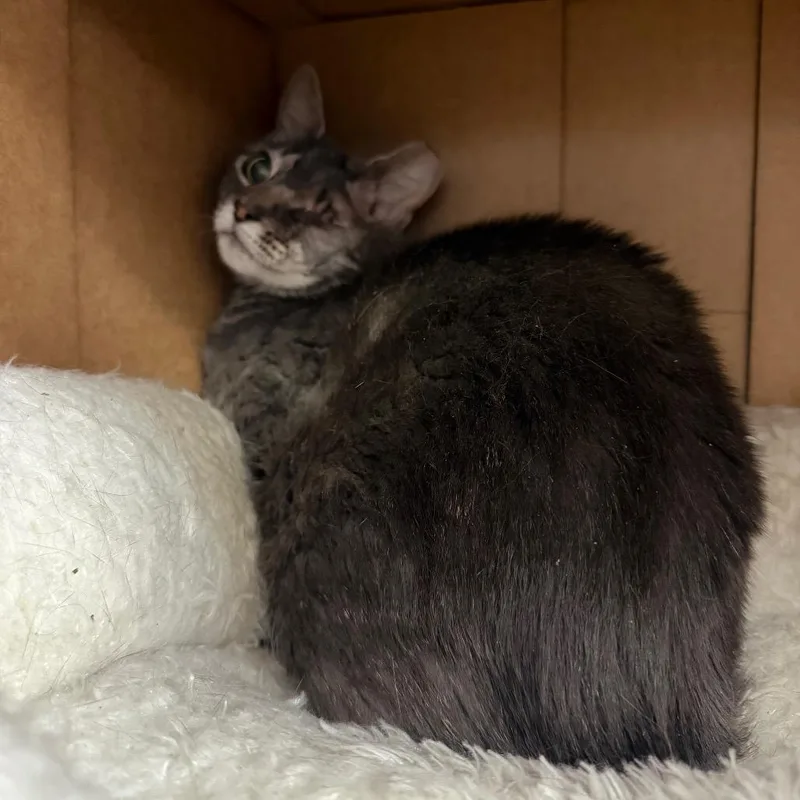 An adult medium-sized female Gray / Blue / Silver Domestic Short Hair cat named "Crawfish" for adoption in Perkiomenville, PA