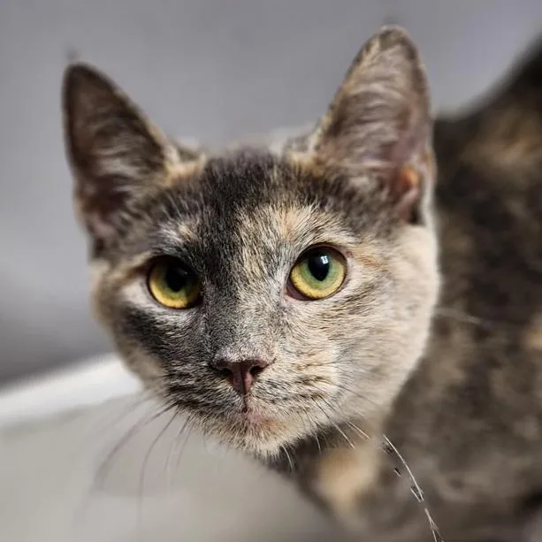 A young medium-sized female Dilute Tortoiseshell cat named Cappuchino bonded with Latte for adoption in Johnson City, TN